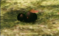 A Shearwig in Pikmin 2's Piklopedia.