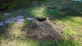A close-up view of a dirt-mound.