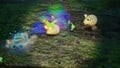 Albino Dwarf Bulborbs in different states of living.