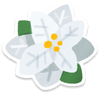 Lifelog artwork of a white poinsettia from Pikmin Bloom.