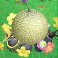 Melon.