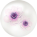 White windflower nectar from Pikmin Bloom.