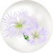 White dianthus nectar from Pikmin Bloom.